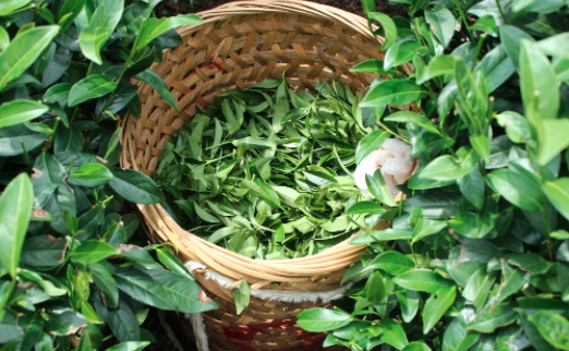 眉山茶叶及茶制品检测,茶叶及茶制品检测费用,茶叶及茶制品检测机构,茶叶及茶制品检测项目